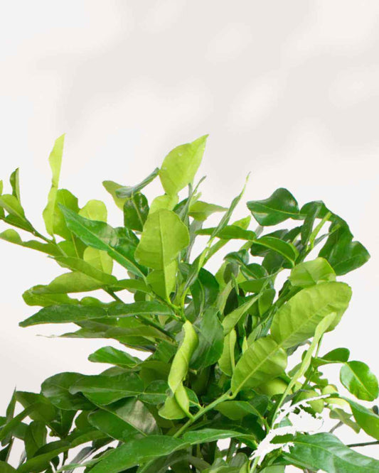 Citrus Kaffir Lime Tree