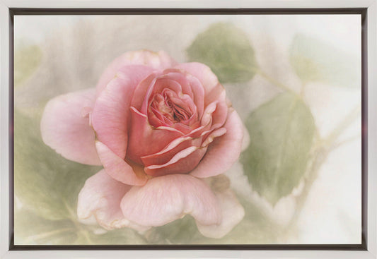 Wandbild glatte Rose