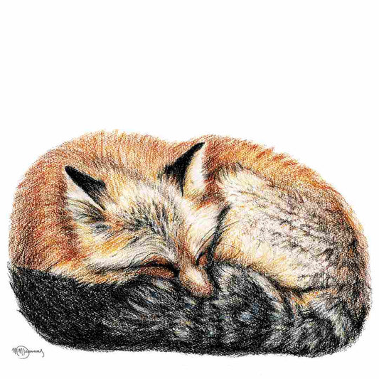 Fox sleeping - curled into a ball - Colored animal art print