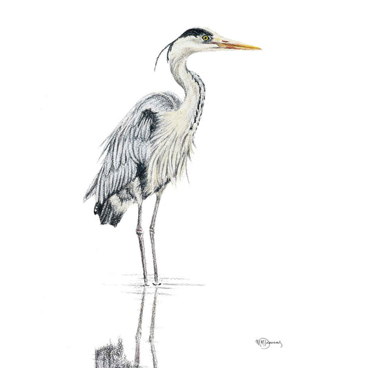 Heron NO 1 - Colored Blue Heron in water - art print