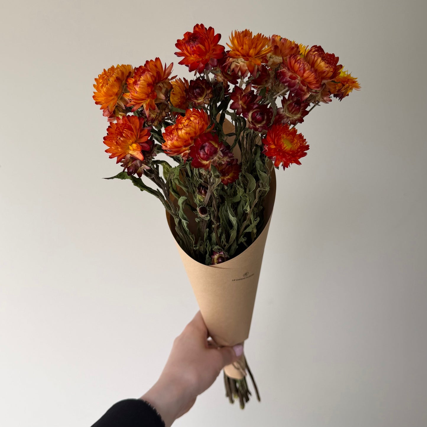 Lachs-Strohblumen