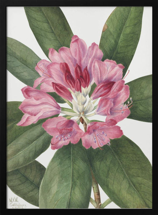 Wandbild Mountain Rose Bay (1932)