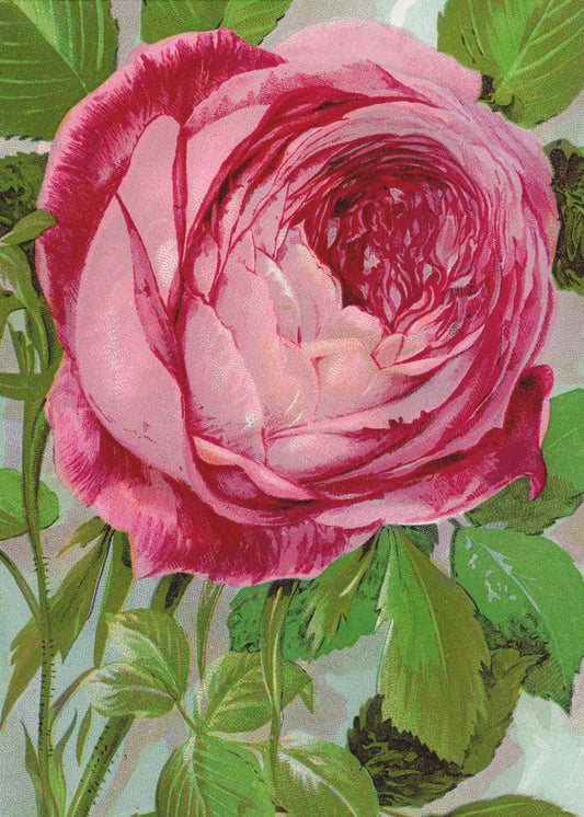 Wandkunst Rosa Rose, Mrs John Laing Lithographie