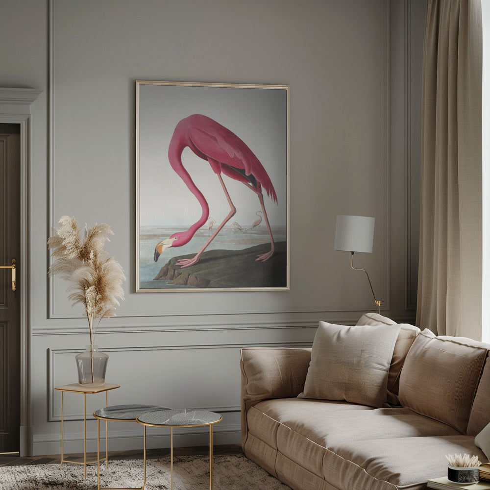 Rosa Flamingo II aus Die Vögel Amerikas (1827)