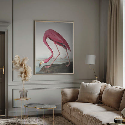 Rosa Flamingo II aus Die Vögel Amerikas (1827)