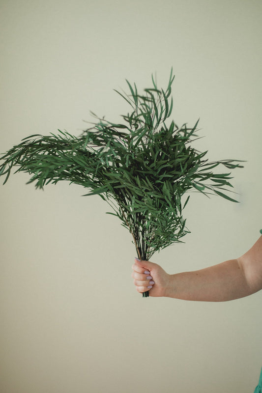 Italian Willow