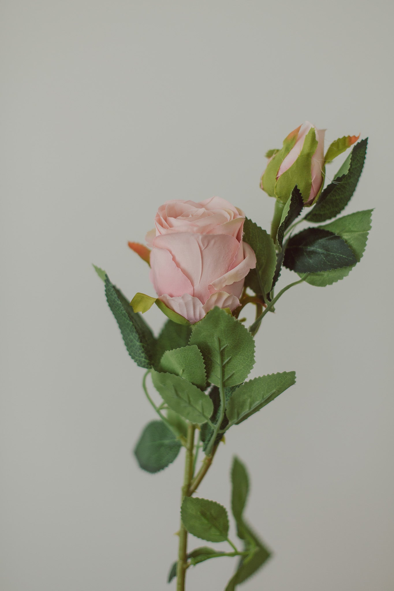Classic Rose
