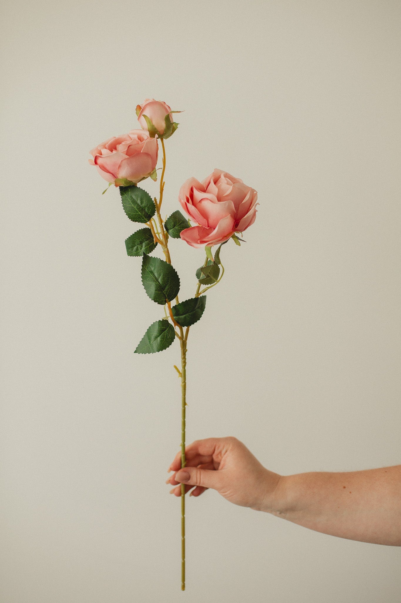 Italian Rose