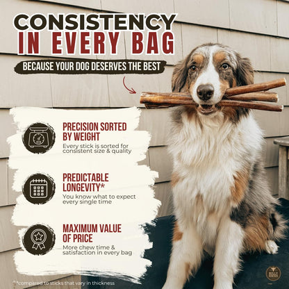 Bully Bunches Premium (6" Standard - 5 Pack) Odour-Free, Consistently Sized Bully Sticks for Small & Medium Dogs & Puppies, Long-Lasting Oral Care Chews, All-Natural Single-Ingredient Beef, No Rawhide 🍁 All In One Marketplace Canada