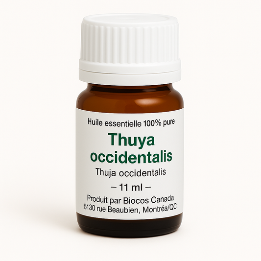 Thuya occidentalis