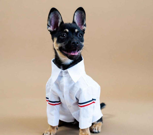 Roscoe Dog T-Shirt – Classic White Shirt for Dogs