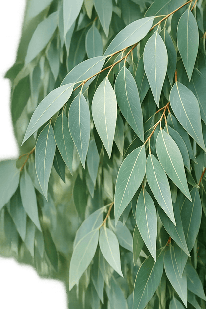 Eucalyptus officinal (Radiata)