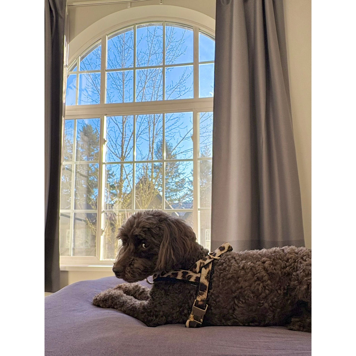 Leopard collar