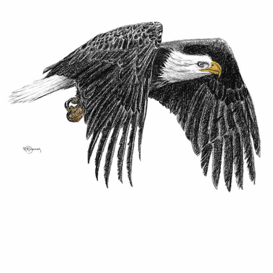 Bald Eagle  - greeting card