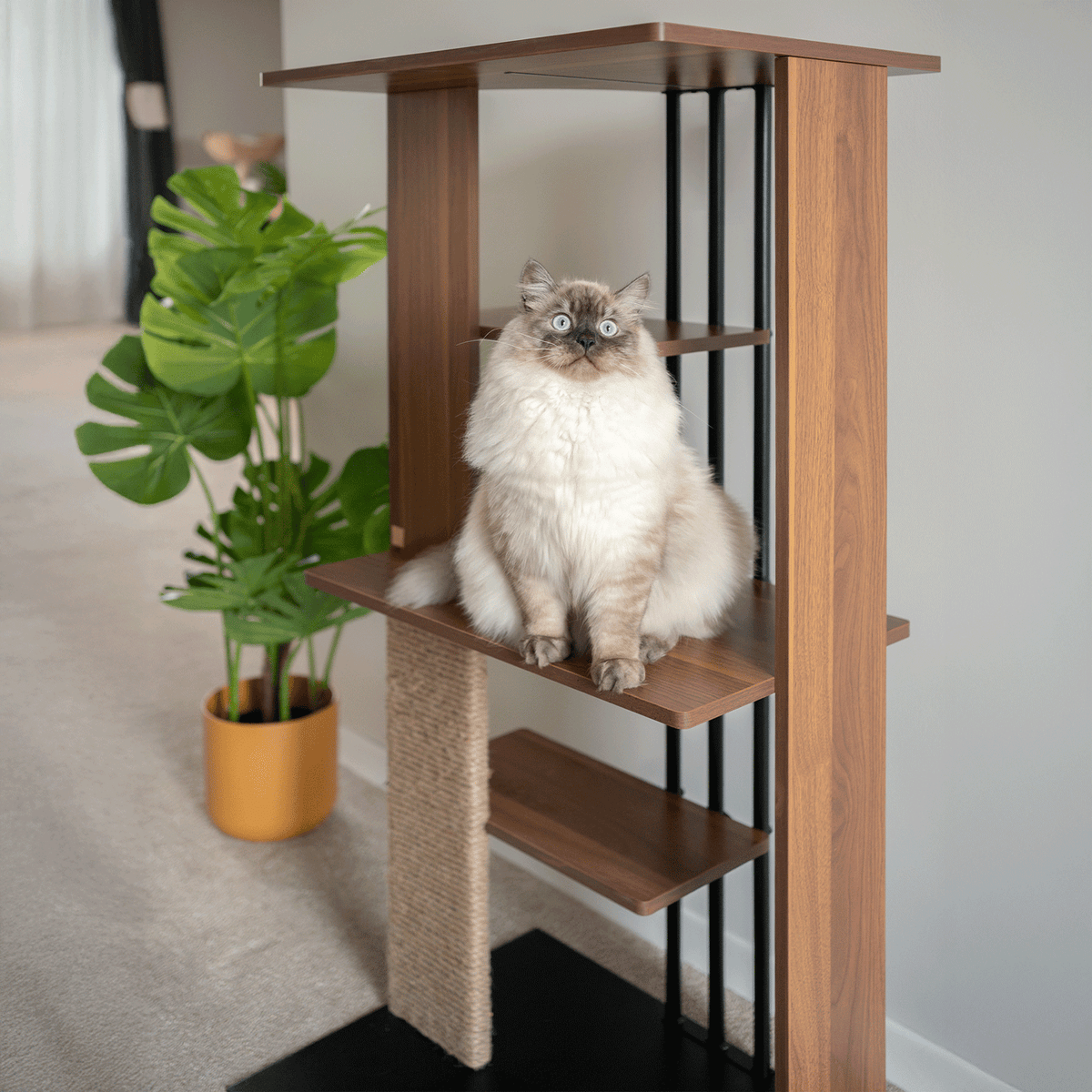 cali cat tree