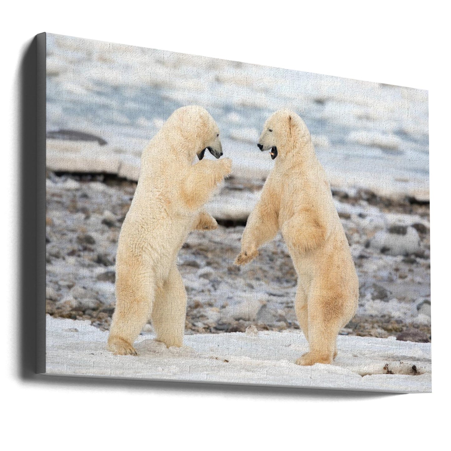 Wall art Fight !