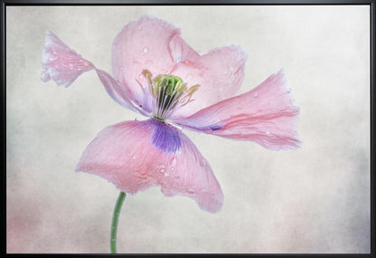 Pastel poppy