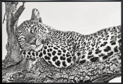Time to rest Leopard