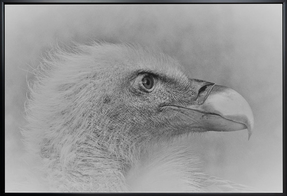 Wall art Bald eagle