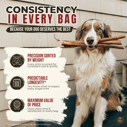 12 Inch Standard Braided Bully Stick