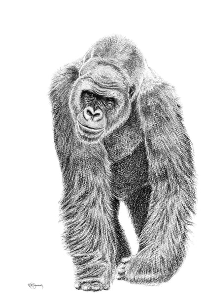 Gorilla illustration - wildlife animal print - collaboration with La Fondation du Zoo de Granby