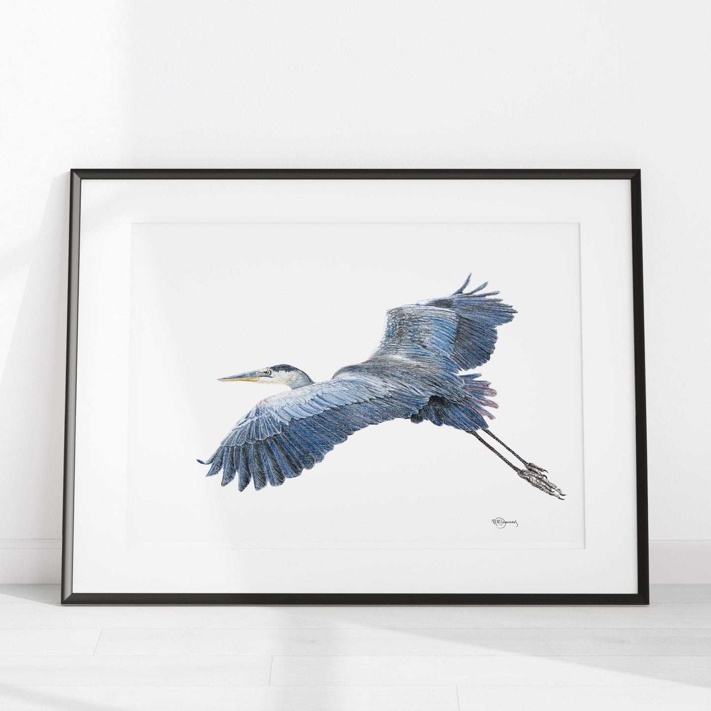 Great Blue Heron - Colored art print