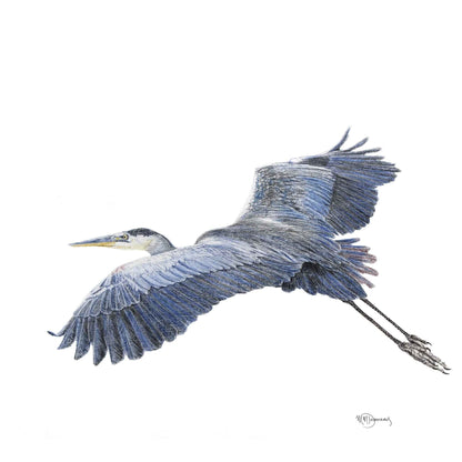 Great Blue Heron - Colored art print