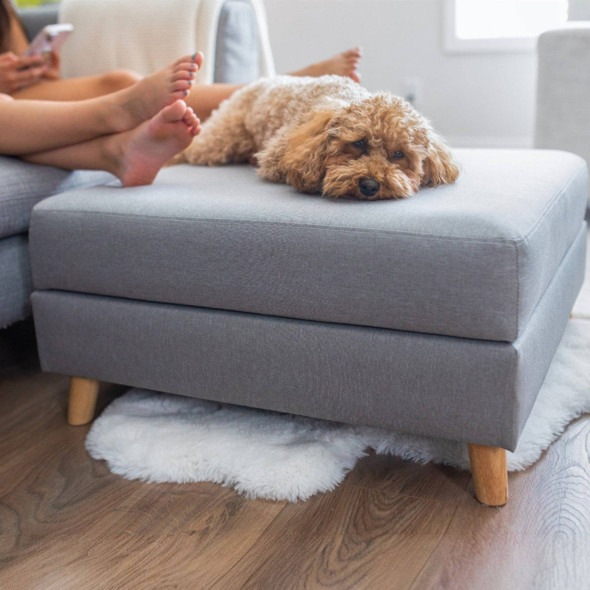 otto pet ottoman