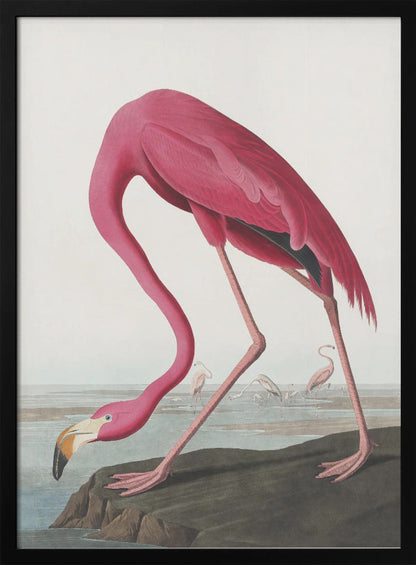 Rosa Flamingo II aus Die Vögel Amerikas (1827)