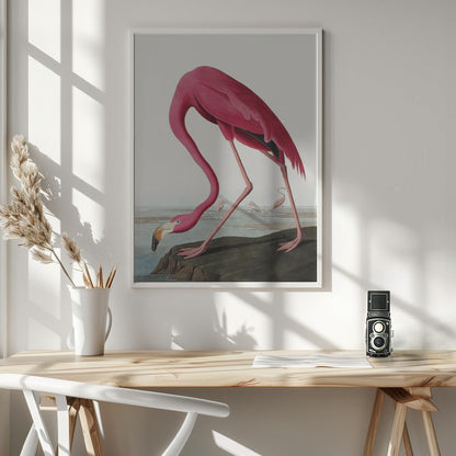 Rosa Flamingo II aus Die Vögel Amerikas (1827)