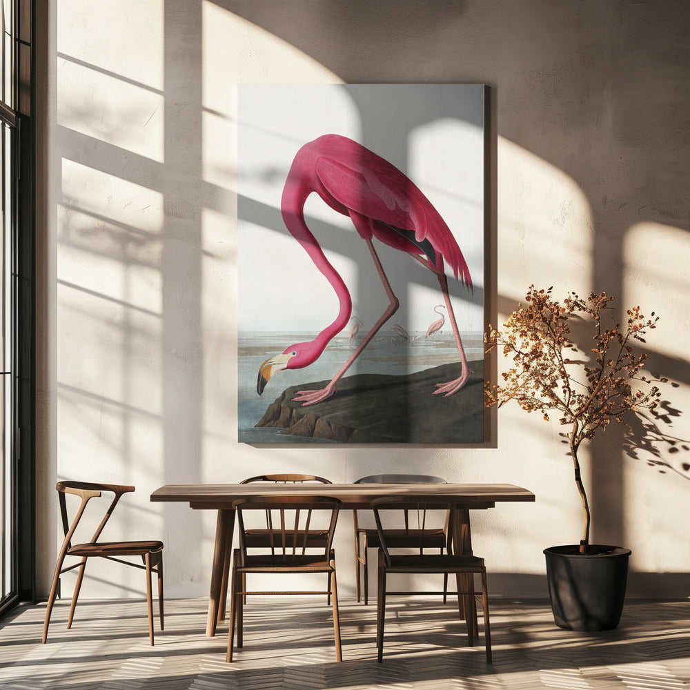 Rosa Flamingo II aus Die Vögel Amerikas (1827)