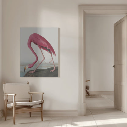 Rosa Flamingo II aus Die Vögel Amerikas (1827)
