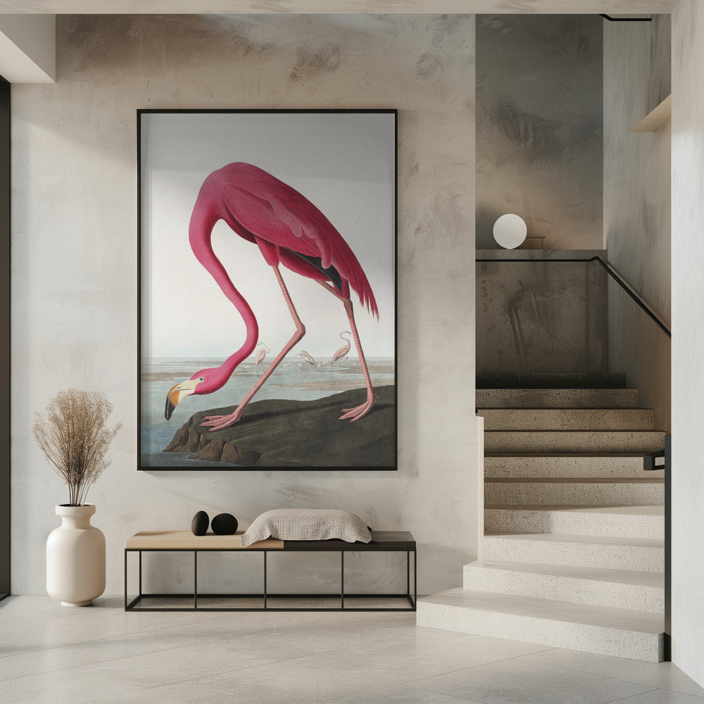Rosa Flamingo II aus Die Vögel Amerikas (1827)