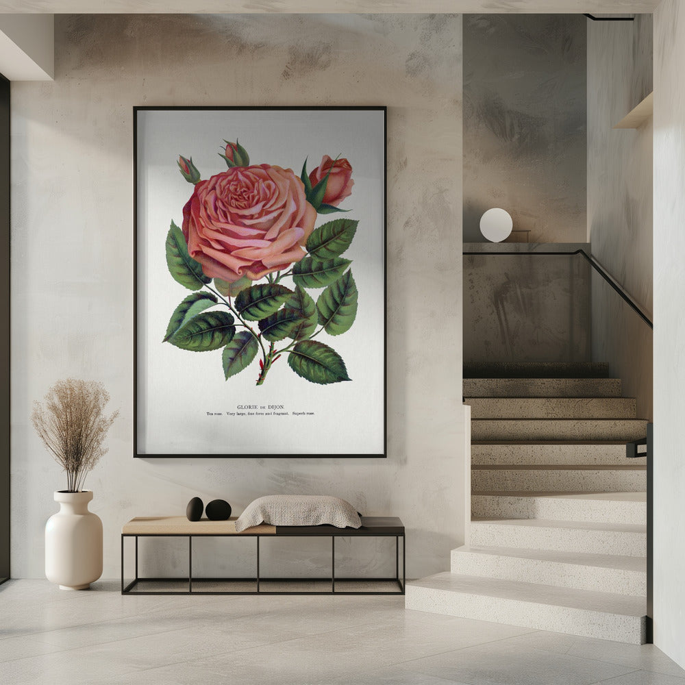 Pink Rose, Glorie De Dijon Lithograph