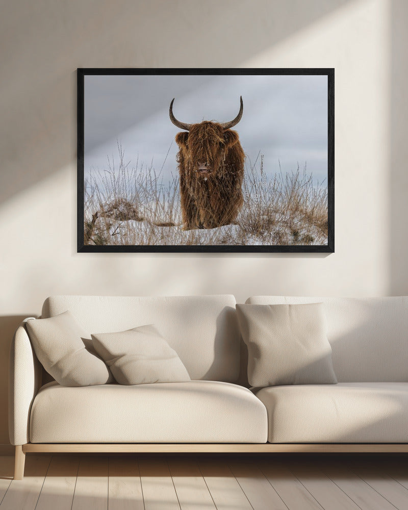 Wall Art Highlander in Snow