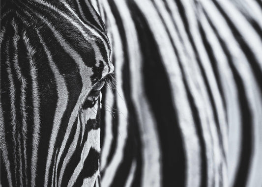 Wandbilder: Der Look der Natur