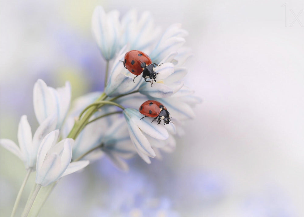 Wall art Ladybirds