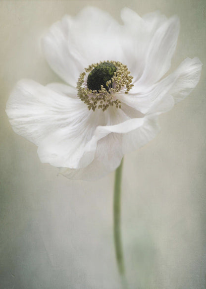 Single White