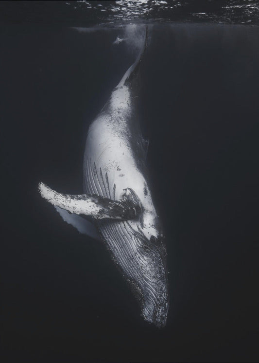 Wall Art-Black Whale
